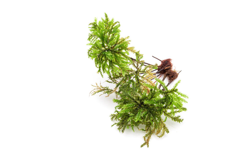 BUCE Tree Moss terrarium plant with lush green, dense moss foliage suitable for decorative indoor terrariums.