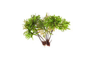 BUCE Tree Moss terrarium plant with lush green moss growing on a small piece of wood, ideal for decorative terrarium displays.