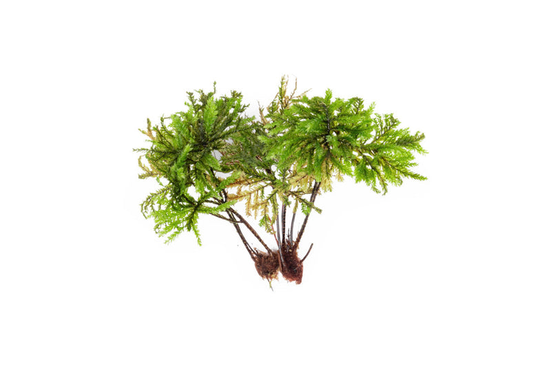BUCE Tree Moss terrarium plant with lush green moss growing on a small piece of wood, ideal for decorative terrarium displays.