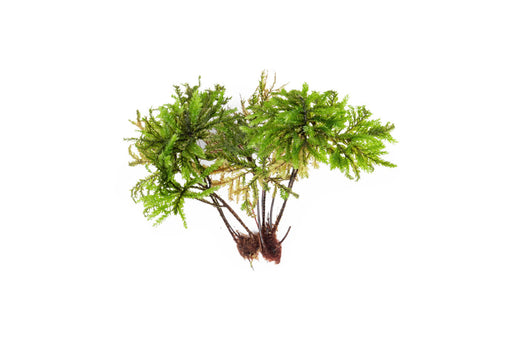 Lush green BUCE Tree Moss aquatic plant with delicate, branching moss strands suitable for aquarium decoration.