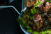 BUCE Tree Moss terrarium plant with lush green moss growing on a small tree branch, ideal for natural indoor plant displays.