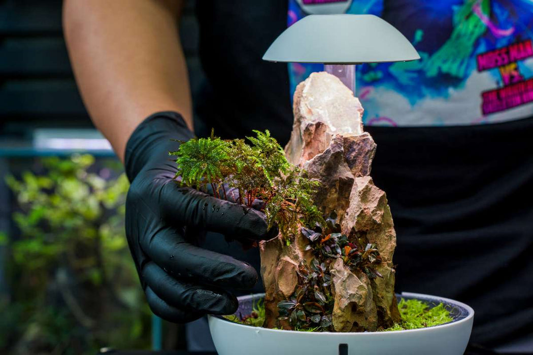 Tree Moss
