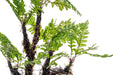 Trichomanes Javanicum - Bonsai Tree