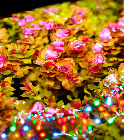 Twinstar LED - S Series Vr. V Aquarium Light Fixture