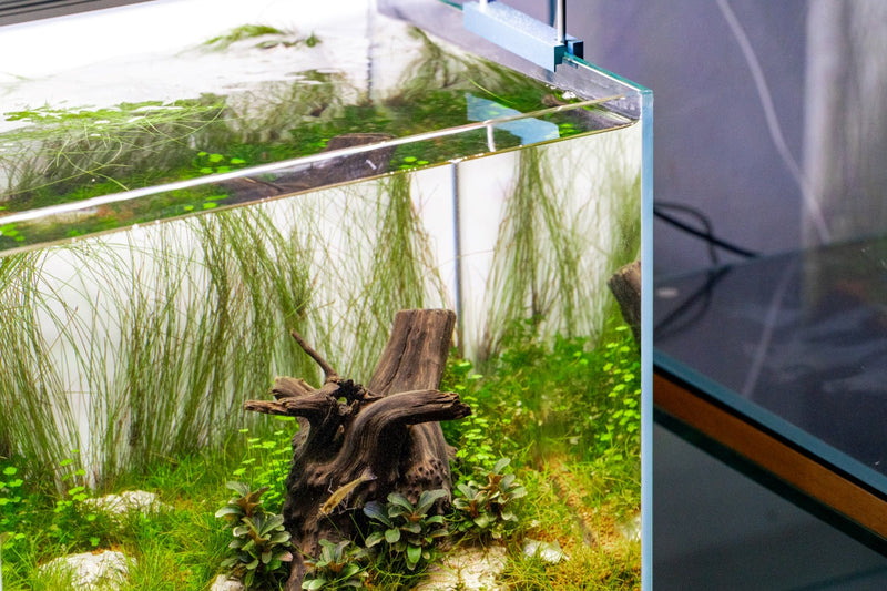 Umbrella Hair Grass (Eleocharis Vivipara) Aquatic Plant - Buce Plant