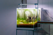 Umbrella Hair Grass (Eleocharis Vivipara) Aquatic Plant - Buce Plant