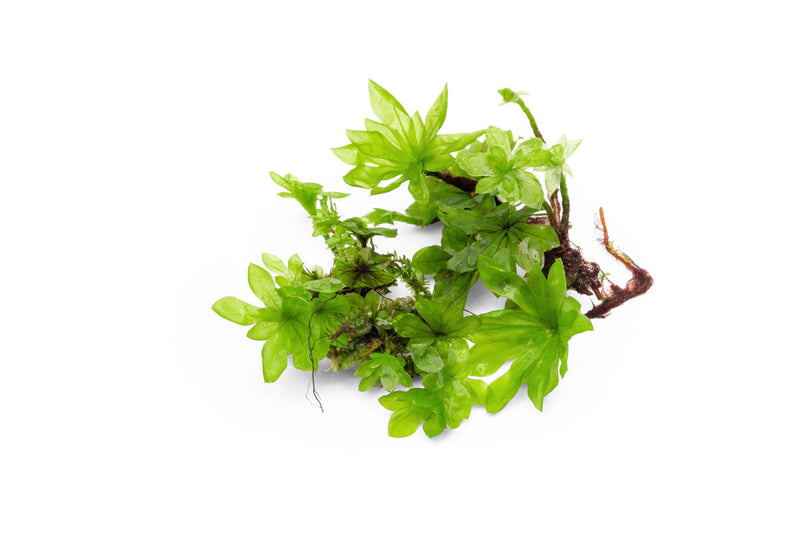 BUCE Umbrella Moss terrarium plant with lush, green, umbrella-shaped foliage suitable for indoor terrariums.