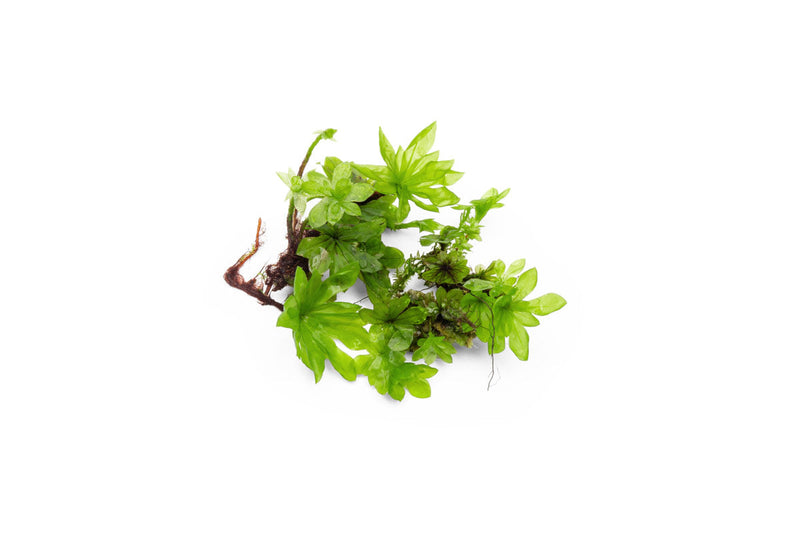BUCE umbrella moss terrarium plant with lush green, delicate foliage, ideal for indoor terrarium decoration.