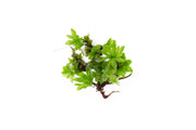 BUCE umbrella moss terrarium plant with lush, green, umbrella-shaped foliage for decorative indoor displays.