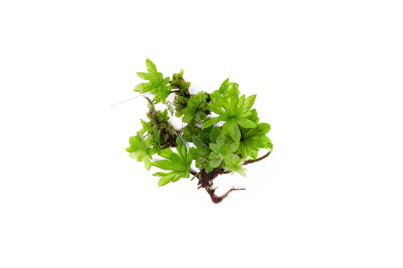 BUCE umbrella moss terrarium plant with lush, green, umbrella-shaped foliage for decorative indoor displays.