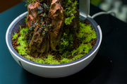 Close-up of BUCE umbrella moss terrarium plant showcasing lush green, delicate, umbrella-shaped moss in a natural setting.