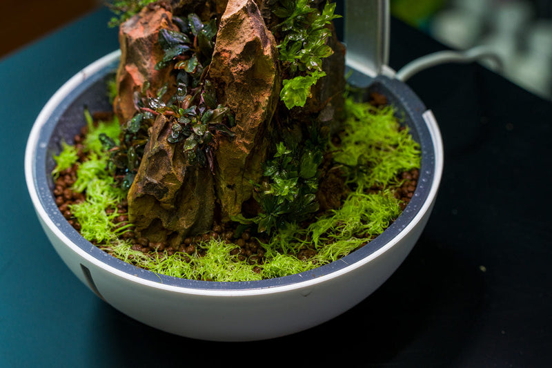 Close-up of BUCE umbrella moss terrarium plant showcasing lush green, delicate, umbrella-shaped moss in a natural setting.