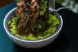 Healthy BUCE umbrella moss aquatic plant with lush green, dense hanging moss strands ideal for freshwater aquariums.