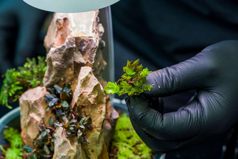 BUCE umbrella moss terrarium plant with lush green, delicate foliage perfect for creating natural indoor plant displays.