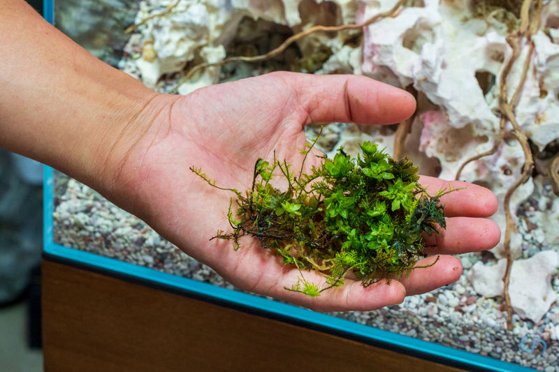 Umbrella Moss