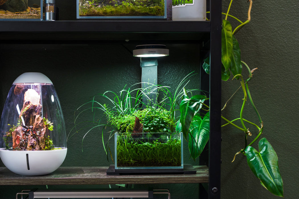 Ultra clear rimless 0.5-gallon aquarium by Ultum Nature Systems, showcasing sleek glass design and minimalist rimless style.