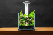 UNS 20C - 2.1 Gallon Ultra Clear Rimless Aquarium Rimless Tanks - Buce Plant