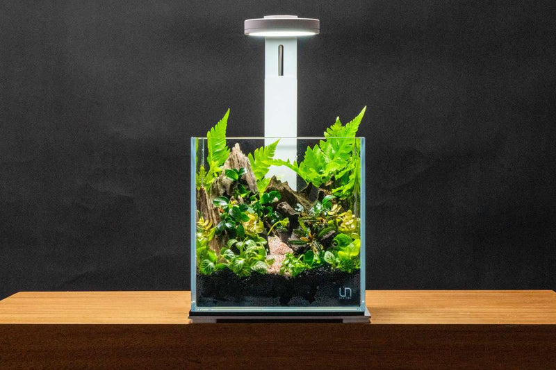 UNS 20C - 2.1 Gallon Ultra Clear Rimless Aquarium Rimless Tanks - Buce Plant