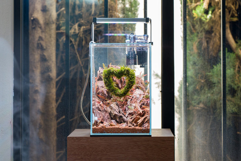 Ultra clear 3.1-gallon rimless aquarium by Ultum Nature Systems, showcasing sleek, modern design with transparent glass walls.