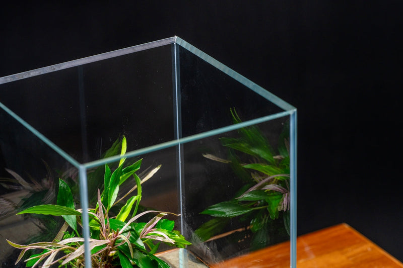 Clear UNS 20TM 3.2-gallon Prism Rimless Tank by Ultum Nature Systems, showcasing transparent glass with sleek rimless design.