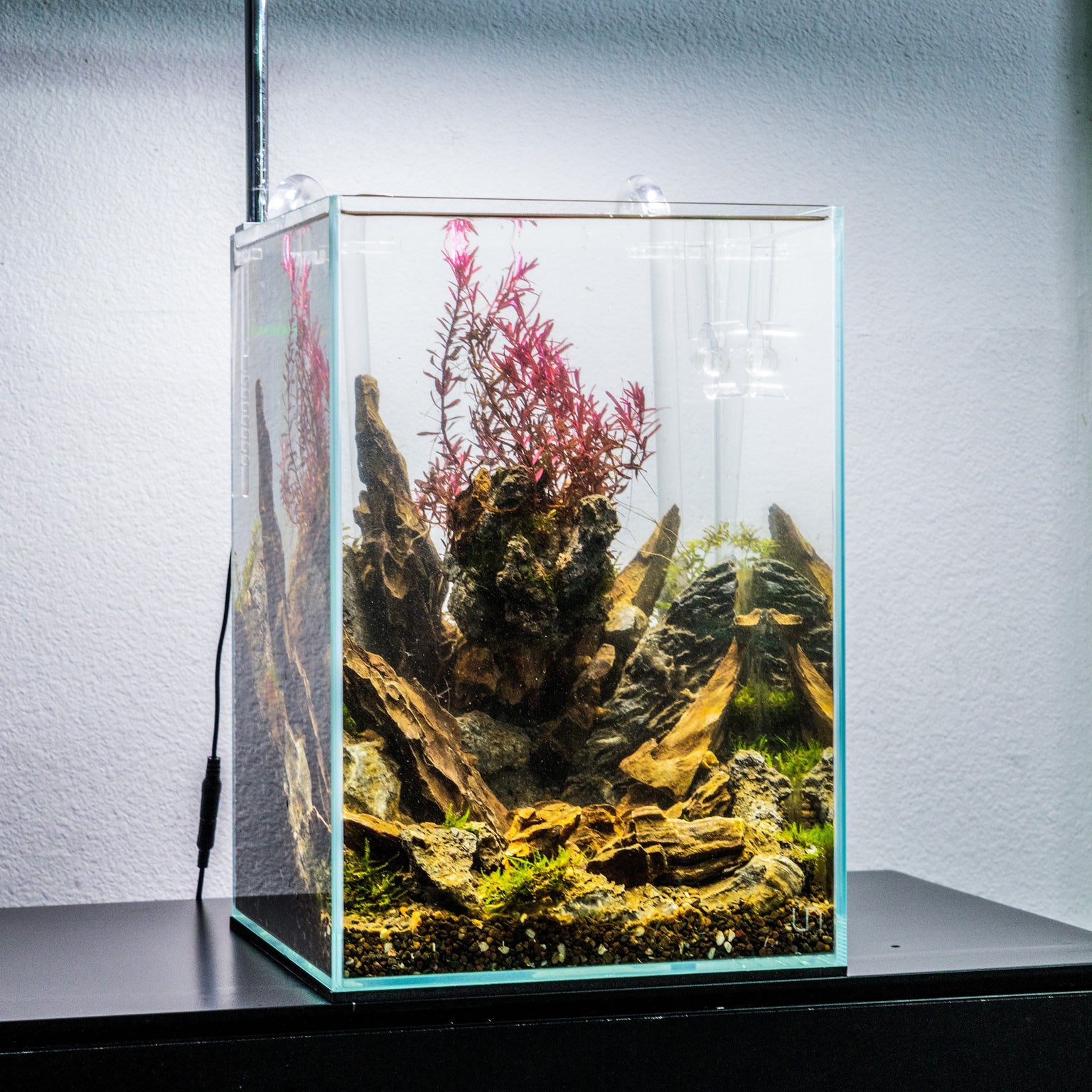 Rimless Glass Aquarium Tanks - Ultum Nature Systems — Buce Plant