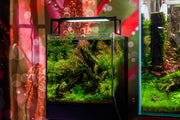UNS Ultra Clear Tanks [DUAL AIO] All-In-One Tanks - Buce Plant
