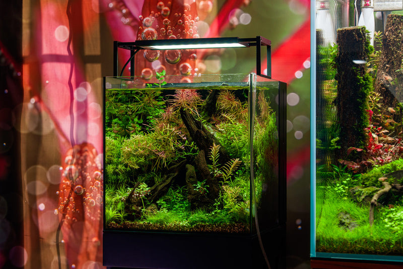 UNS Ultra Clear Tanks [DUAL AIO] All-In-One Tanks - Buce Plant