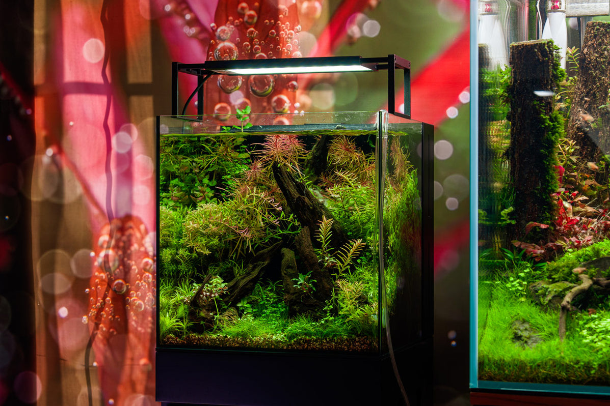 UNS Aquarium 16T – 16x16x24 Cm, Randloos Helder Glas, 5 Mm Dik, Voor Beplante Aquaria En Minimalistische Opstellingen