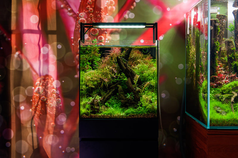 Ultum Nature Systems UNS 40A 16.9-gallon dual AIO rimless aquarium with sleek, modern design and clear glass for aquatic displays.