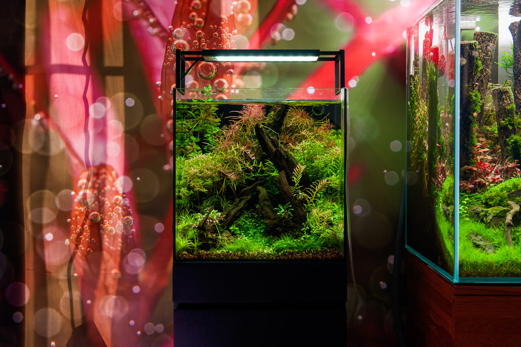 UNS 40A - 16 Gallon Dual AIO Rimless Aquarium