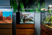 UNS 45A - 9.3 Gallon Dual AIO Rimless Aquarium Rimless Tanks - Buce Plant