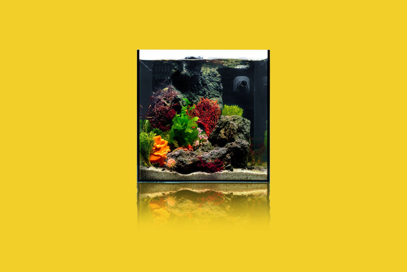 UNS 45A - 9.3 Gallon Dual AIO Rimless Aquarium Rimless Tanks - Buce Plant