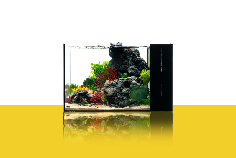 UNS 45A - 9.3 Gallon Dual AIO Rimless Aquarium Rimless Tanks - Buce Plant