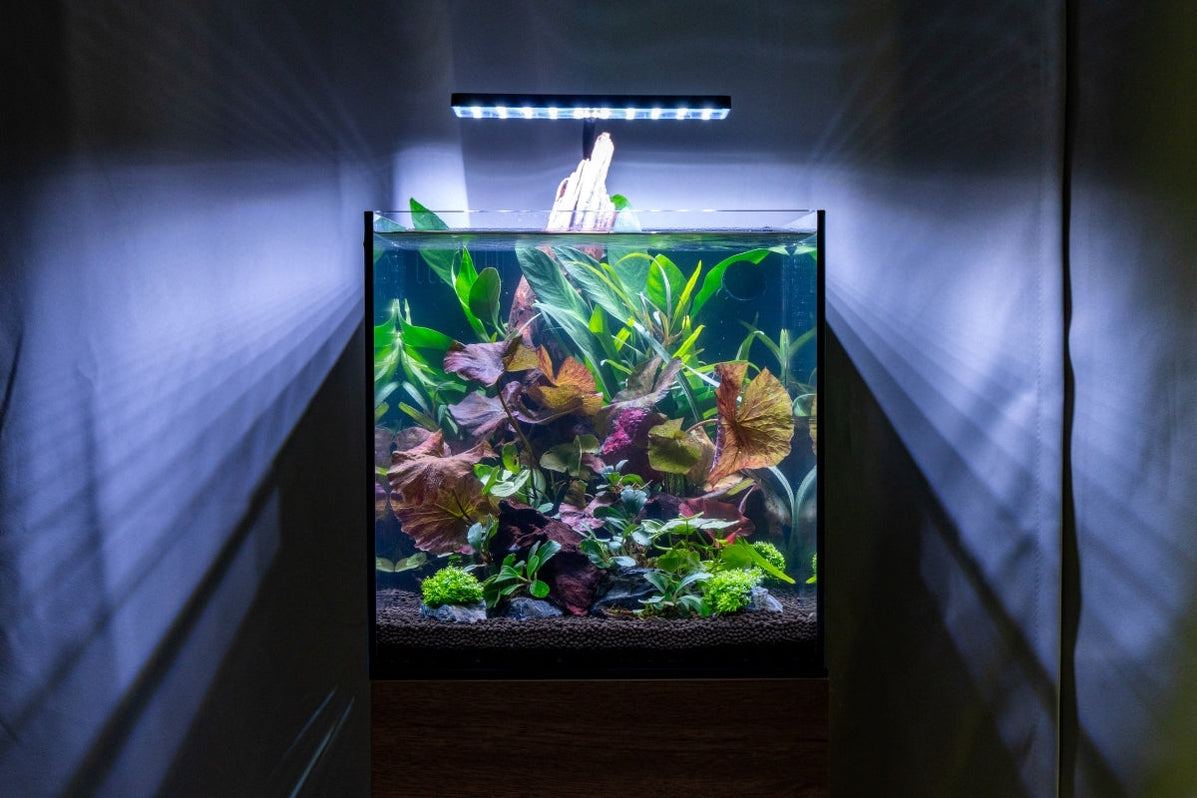 UNS 45A - 9 Gallon Dual AIO Rimless Aquarium — Buce Plant