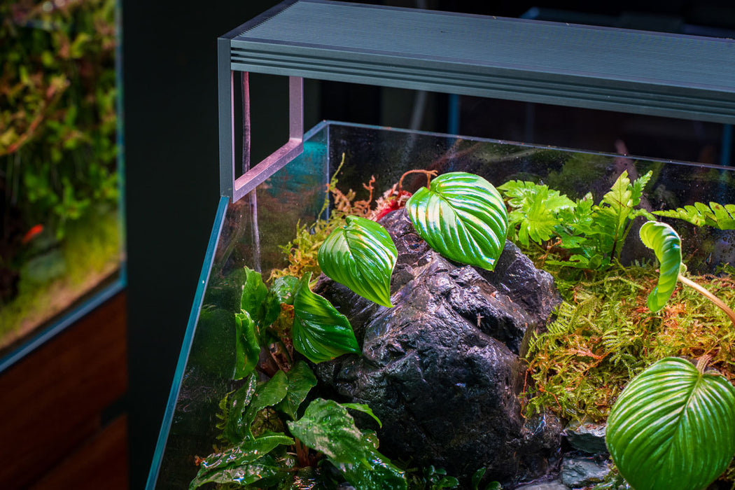 UNS 45E - 3.8 Gallon Ultra Clear Rimless Paludarium