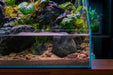 UNS 45E - 3.8 Gallon Ultra Clear Rimless Paludarium