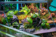 UNS 45E - 3.8 Gallon Ultra Clear Rimless Paludarium