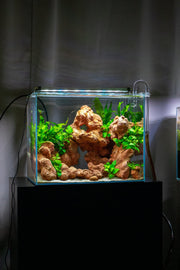 UNS 45T - 11.9 Gallon Ultra Clear Rimless Aquarium Rimless Tanks - Buce Plant