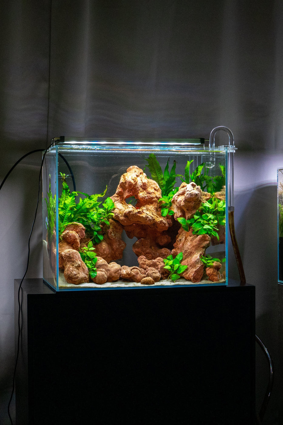 UNS 45T 11.3 Gallon Ultra Clear Rimless Aquarium — Buce Plant