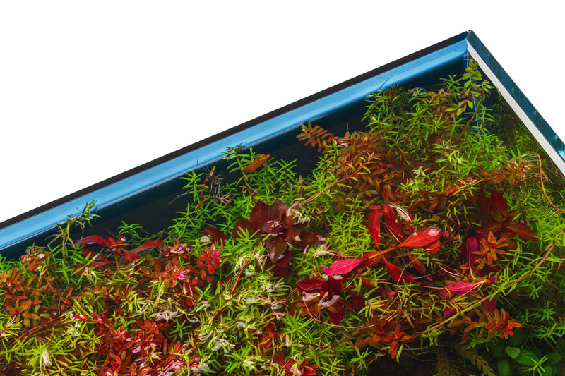 Blue Rimless Aquarium by Ultum Nature Systems, 9.3-gallon UNS 45U limited edition tank with sleek, modern design.