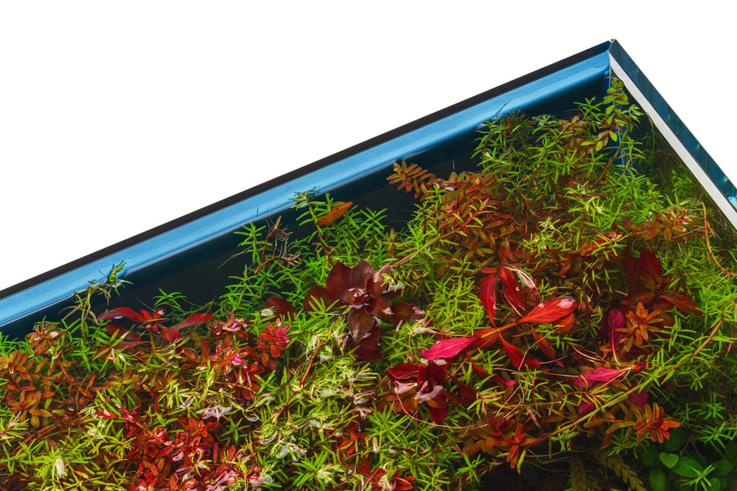 Ultum Nature Systems UNS 45U rimless aquarium, 9.3 gallons, limited edition, clear glass tank with sleek rimless design.