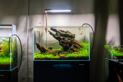 UNS 45U - 9.3 Gallon Ultra Clear Rimless Aquarium Rimless Tanks - Buce Plant