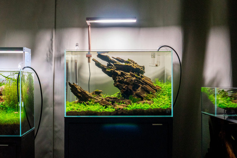 UNS 45U - 9.3 Gallon Ultra Clear Rimless Aquarium Rimless Tanks - Buce Plant