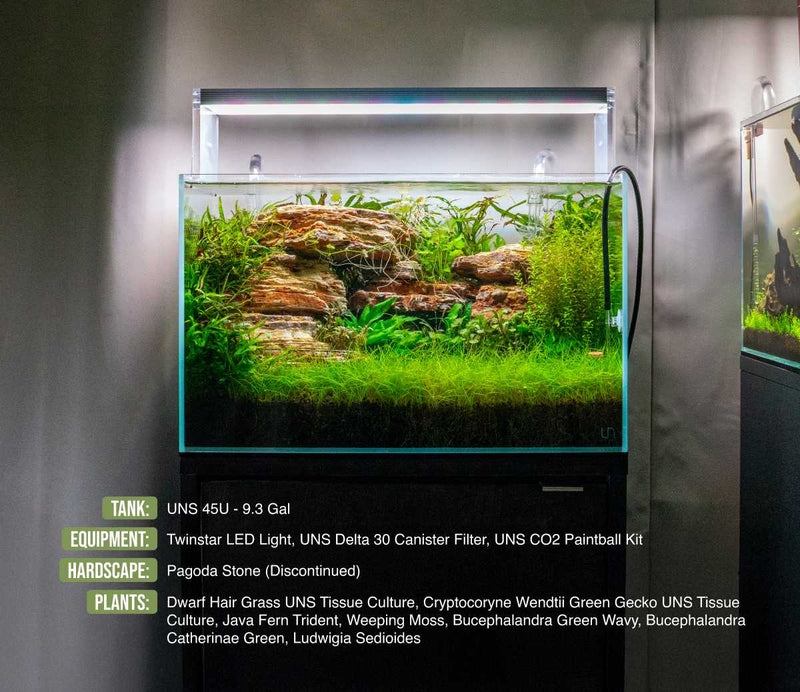 UNS 45U - 9.3 Gallon Ultra Clear Rimless Aquarium Rimless Tanks - Buce Plant