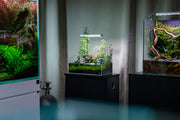 Ultem Nature Systems UNS 5E 2.1-gallon ultra-clear rimless paludarium tank showing transparent glass and open top design.