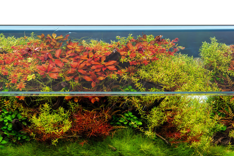 Blue rimless aquarium from Ultum Nature Systems, 4.6-gallon UNS 5N limited edition tank with sleek, modern design.