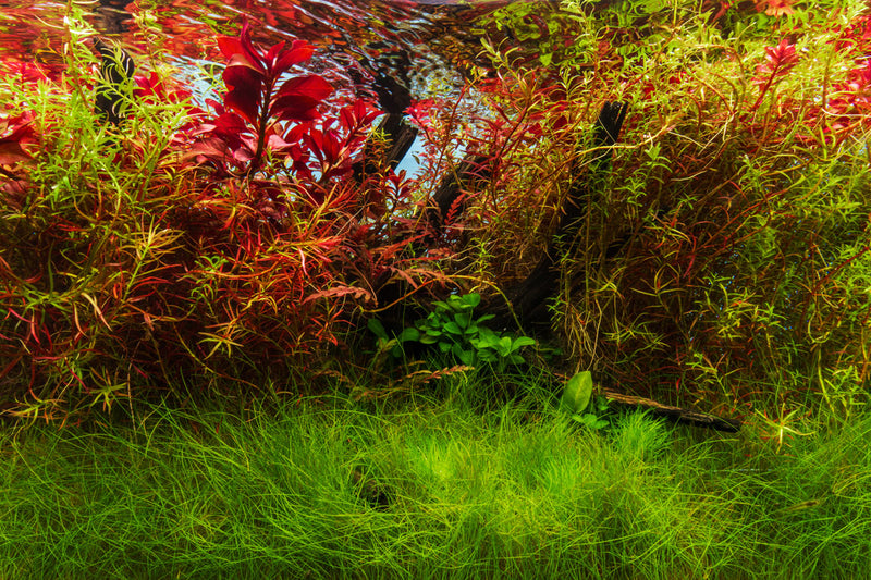 Blue rimless 4.6-gallon aquarium from Ultum Nature Systems UNS 5N limited edition, showcasing clear glass and sleek design.