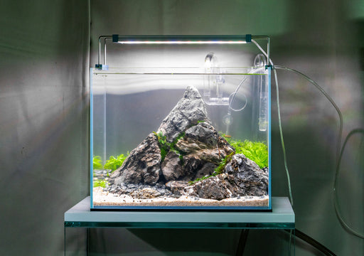 UNS 5N - 4 Gallon Ultra Clear Rimless Aquarium — Buce Plant