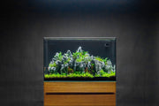 Ultum Nature Systems UNS 60A 20-Gallon Dual AIO Rimless Aquarium with sleek, clear glass design for modern freshwater or saltwater setups.