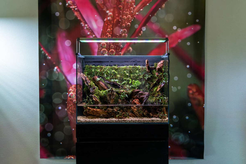 Rimless UNS 60E Foresta Integrated Paludarium V2 by Ultum Nature Systems, featuring a naturalistic terrarium setup with lush foliage.
